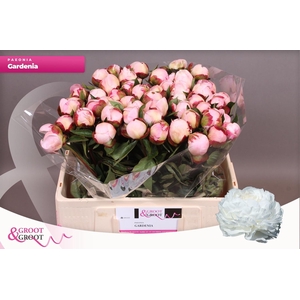 PAEO L GARDENIA