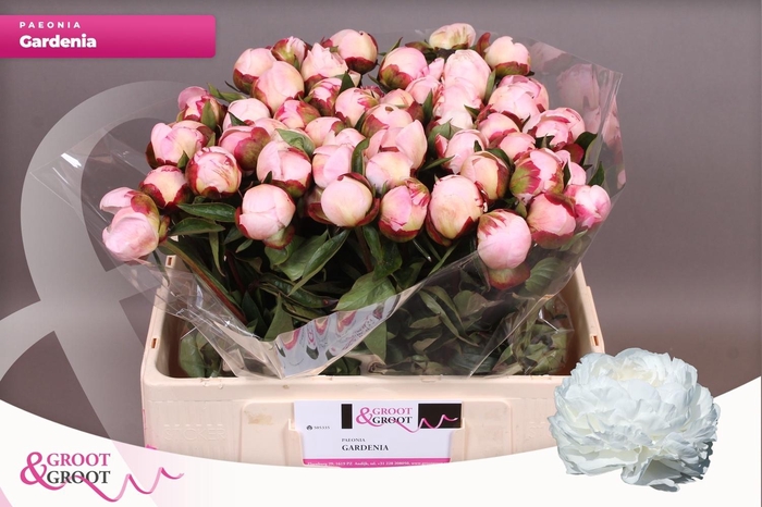 <h4>PAEO L GARDENIA</h4>