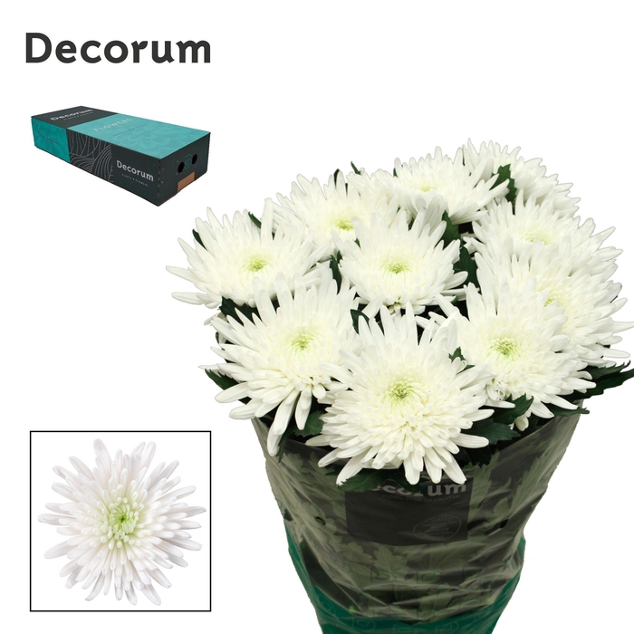 <h4>Chr G Topspin</h4>