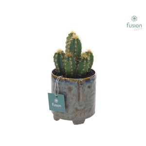 Pot op voet keramiek Medium met Cactus