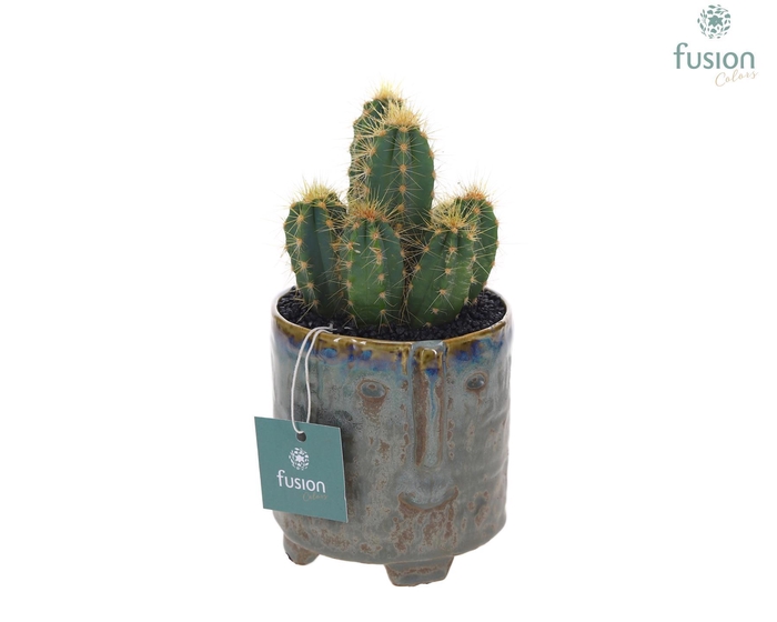 <h4>Pot op voet keramiek Medium met Cactus</h4>