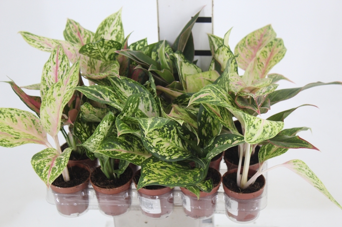 <h4>AGLAONEMA VARIADA P06</h4>