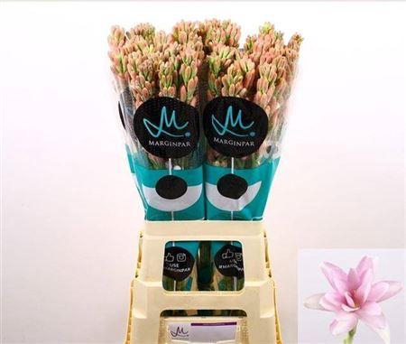 <h4>Polianthes Elle Pink</h4>