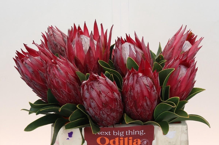 <h4>Protea Cynaroides Madiba</h4>