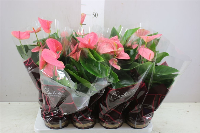 <h4>Anth An Roze</h4>