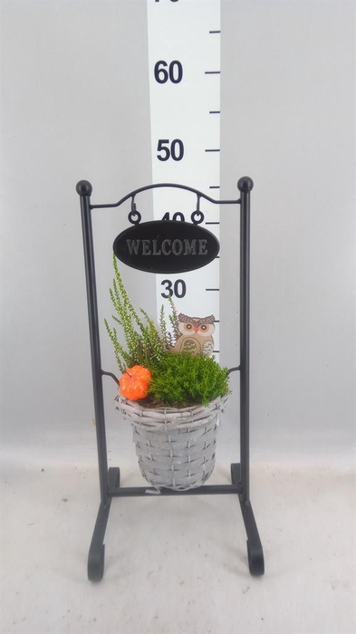 <h4>Arr.   Tuinplanten L%</h4>