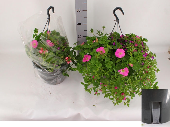 <h4>HANGING BASKETS</h4>