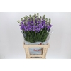 Matthiola Iron Jordyn Deep Blue