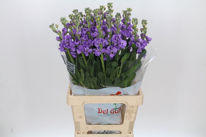 Matthiola Iron Jordyn Deep Blue