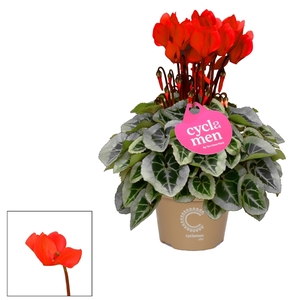 Cyclamen SS Picasso Rood