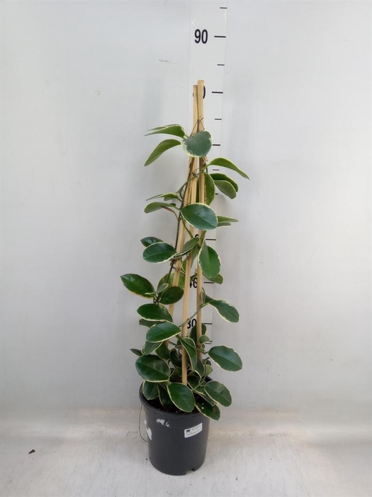 <h4>Hoya ...mix</h4>