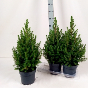 PICEA GL CONICA