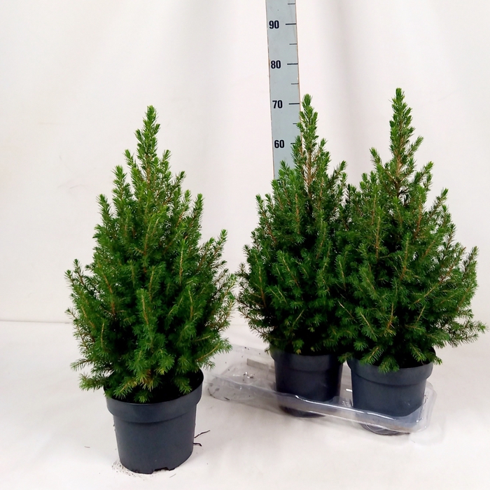 <h4>PICEA GL CONICA</h4>