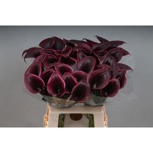 Zantedeschia cantor