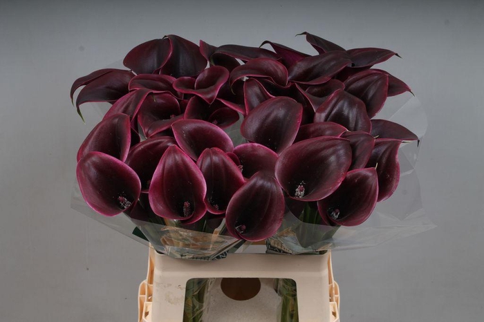 <h4>Zantedeschia cantor</h4>