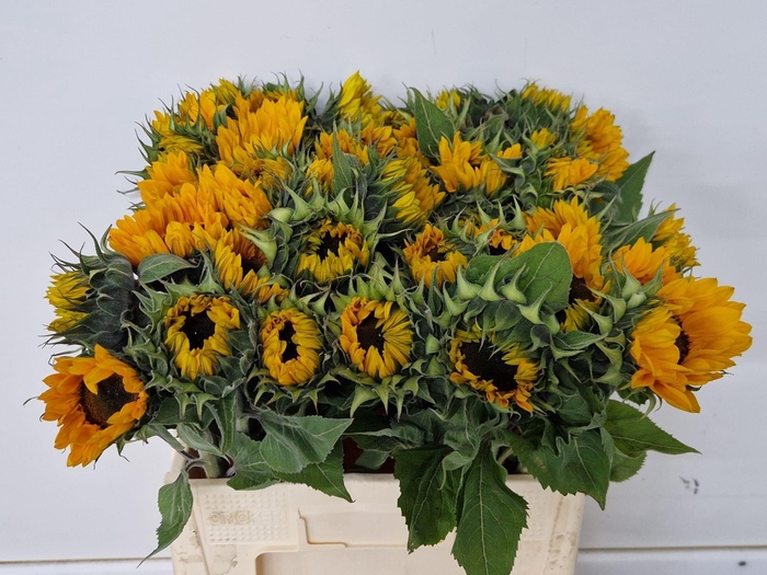 <h4>HELI SUNRICH ORANGE</h4>