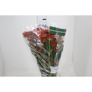 CRISANTEMO SANTINI REFURY 080 CM