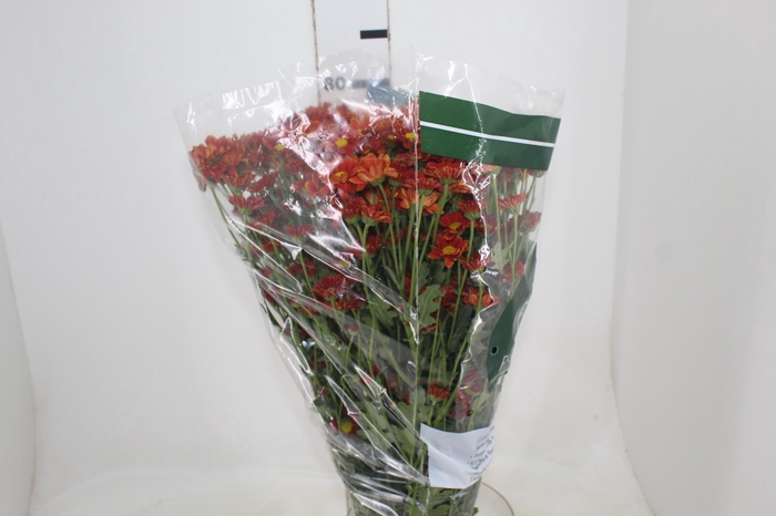 <h4>CRISANTEMO SANTINI REFURY 080 CM</h4>