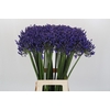 Agapanthus 'Buddy Blue'