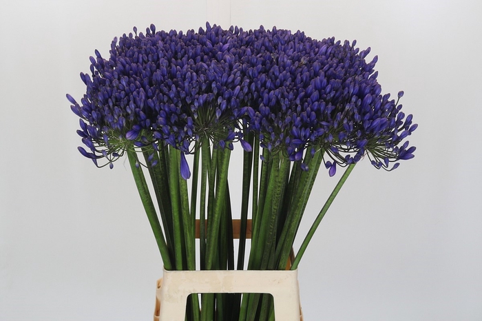 <h4>Agapanthus 'Buddy Blue'</h4>