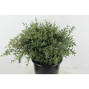 EUCALYPTUS PARVIFOLI