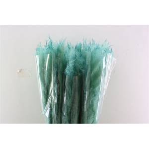 Dried Cortaderia Dadang Light Blue 110cm P Stem