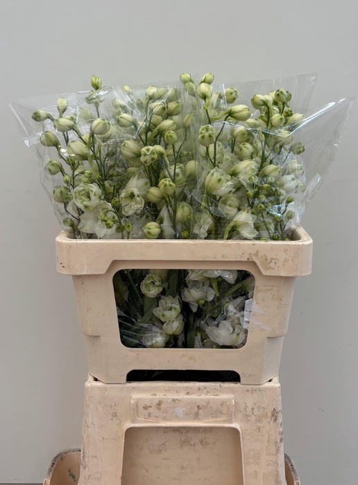 <h4>DELPH DU CENT WHITE</h4>