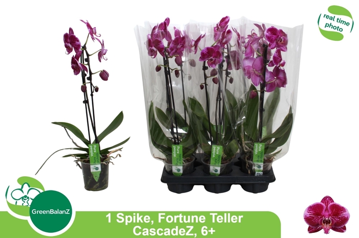 <h4>PHAL EL CASCADE</h4>