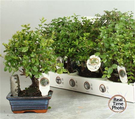 <h4>Bonsai Gem Met Steen</h4>