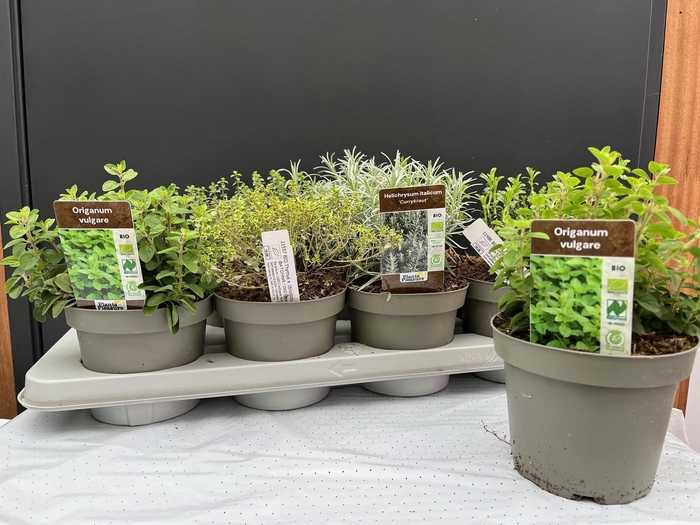 <h4>TUINKRUIDEN GEM</h4>