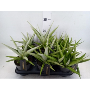 Sansevieria   ...