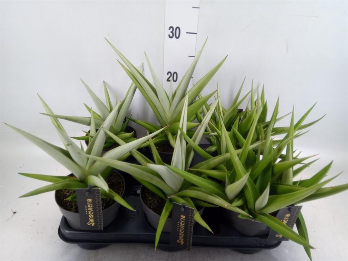 Sansevieria   ...