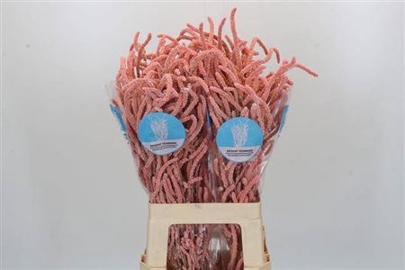 <h4>Amaranthus 'Yearming Desert'</h4>