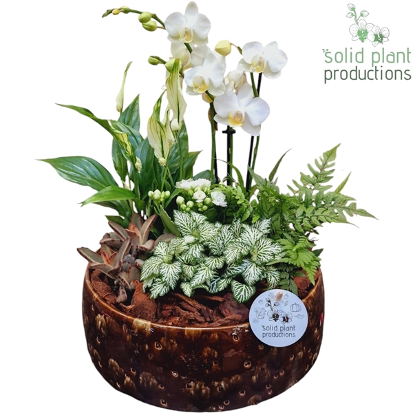 <h4>PH103 Sophia Brown 9cm 2-3Tak</h4>