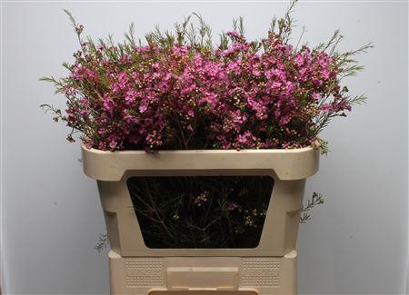 <h4>Chamelauc Mars</h4>