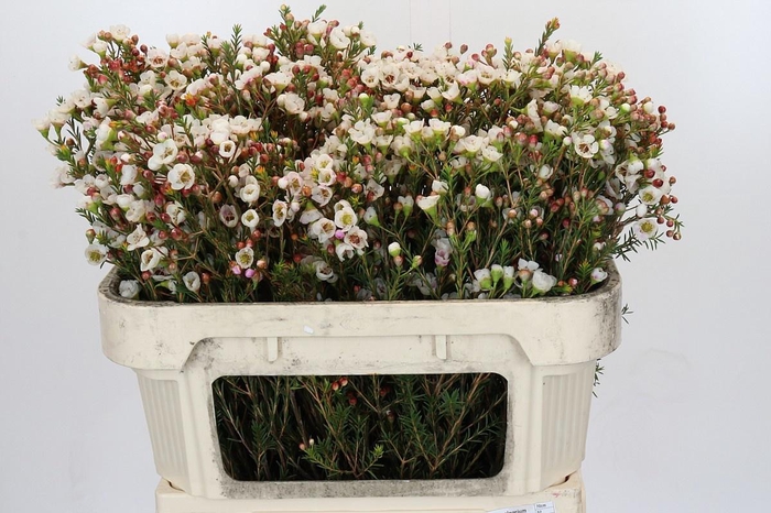 <h4>CHAME MOONL DELIGHT</h4>