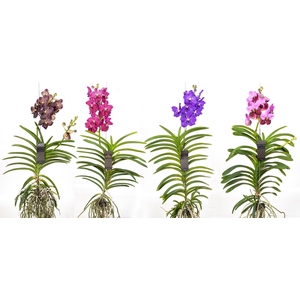 Vanda Gemengd XXl