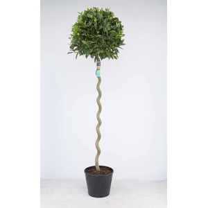 Laurus nobilis