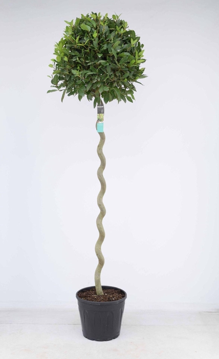 <h4>Laurus nobilis</h4>