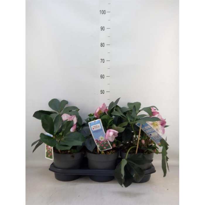 <h4>Helleborus ...</h4>