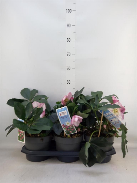 <h4>Helleborus ...</h4>