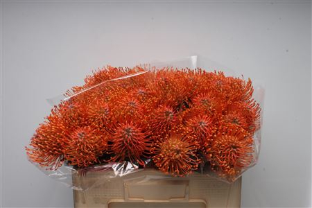 Leuco Ayoba Orange Zest