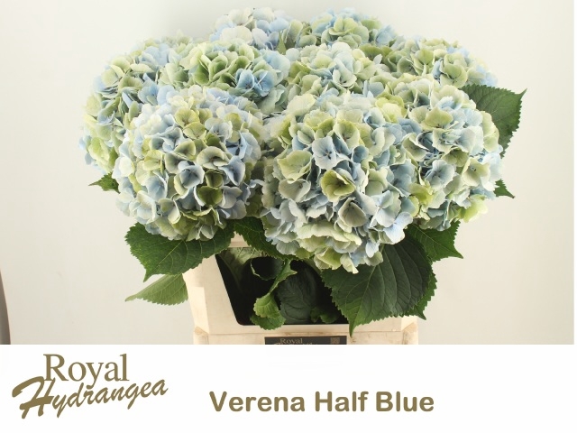 <h4>HYDR M CH VERE BL CL</h4>
