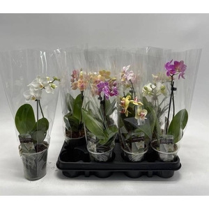 PHAL GEM