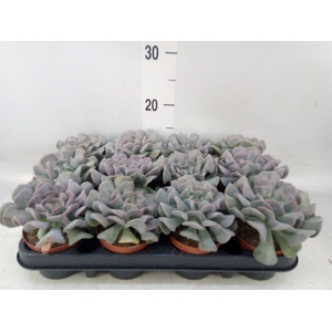 Echeveria   ...