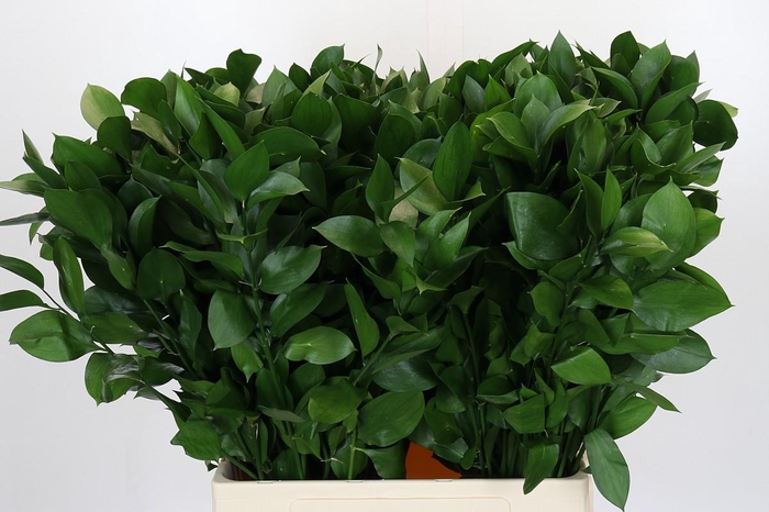 <h4>Ruscus Hypophyllum</h4>