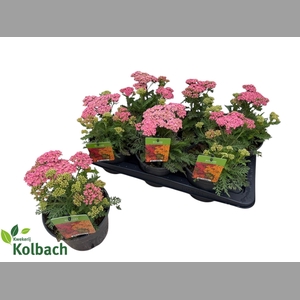 ACHI MILLEFOLIUM
