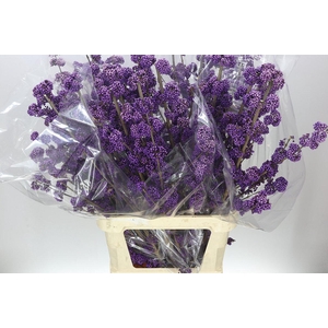 Callicarpa Bod Profusion