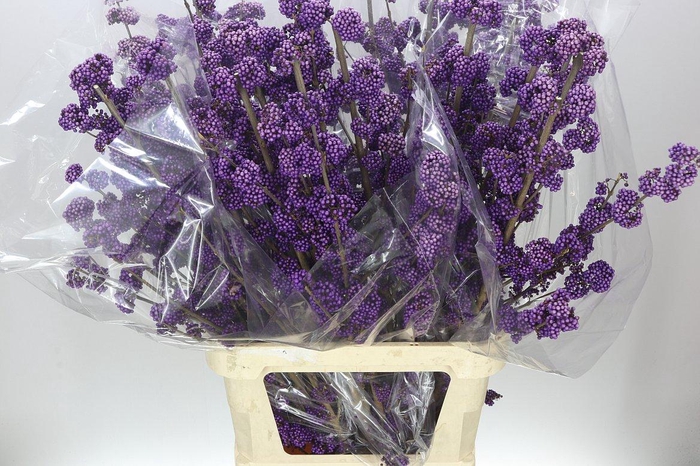 <h4>Callicarpa Bod Profusion</h4>