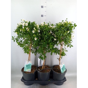 Lycianthes ran. 'Charles White'